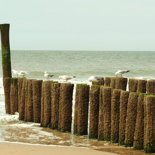 A landscape shot of six white seagulls standing on the wooden material on a golden sand beach