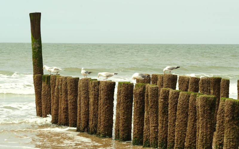 A landscape shot of six white seagulls standing on the wooden material on a golden sand beach