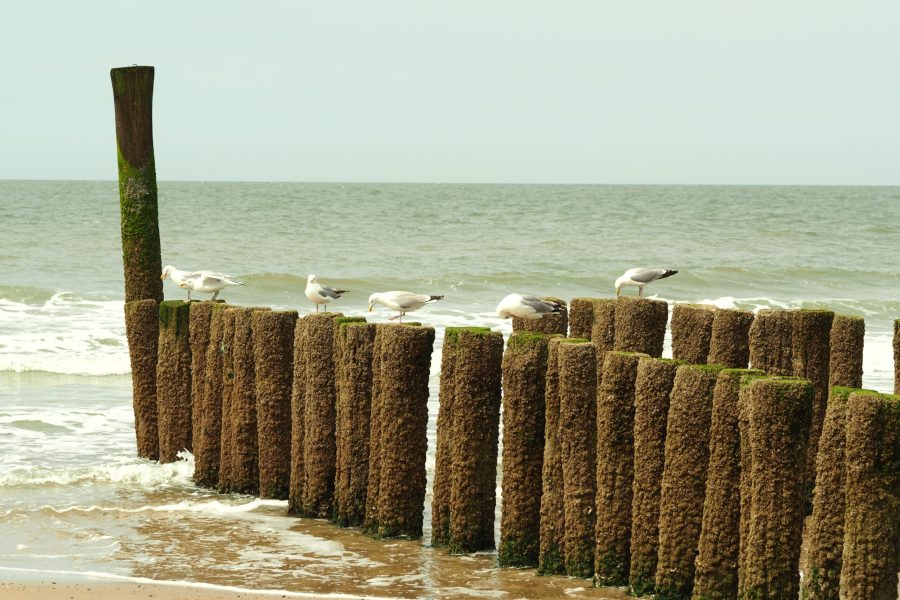 A landscape shot of six white seagulls standing on the wooden material on a golden sand beach